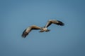 Juvenile martial eagle flies under blue sky Royalty Free Stock Photo