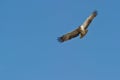 A juvenile Martial Eagle on flight Royalty Free Stock Photo