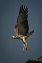 Juvenile martial eagle flying away from treetop Royalty Free Stock Photo