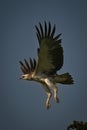 Juvenile martial eagle flying off from tree Royalty Free Stock Photo