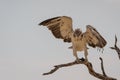 Juvenile Martial Eagle landing Royalty Free Stock Photo