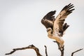 Juvenile Martial Eagle landing Royalty Free Stock Photo