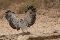 Juvenile Martial Eagle landing Royalty Free Stock Photo