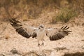 Juvenile Martial Eagle landing Royalty Free Stock Photo