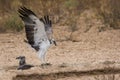 Juvenile Martial Eagle landing Royalty Free Stock Photo