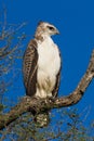 Juvenile martial eagle Polemaetus bellicosus perched in a tree with a bright blue sky background Royalty Free Stock Photo