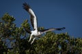 Juvenile martial eagle taking off from bush Royalty Free Stock Photo