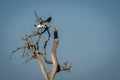 Juvenile martial eagle taking off from tree Royalty Free Stock Photo