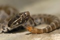 Juvenile massasauga Royalty Free Stock Photo