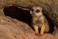 Juvenile Meerkat Royalty Free Stock Photo