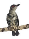 Juvenile Metallic Starling - Aplonis metallica