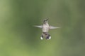 Juvenile with Missing Tail Feathers Royalty Free Stock Photo