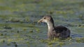 Juvenile Moorhen, Crete