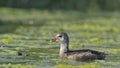 Juvenile Moorhen, Crete