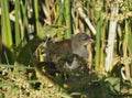 Juvenile Moorhen