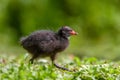 Juvenile Moorhen Gallinula chloropus in summer sunshine