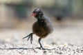 Juvenile Moorhen Gallinula chloropus in summer sunshine