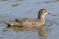 A juvenile moorhen on Southampton Common