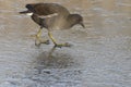 A juvenile moorhen walking on ice