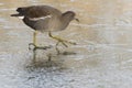 A juvenile moorhen walking on ice