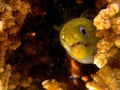 Juvenile Morey eel Royalty Free Stock Photo