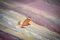 Juvenile Mountain Caracara birds on Vinicunca `Rainbow Mountain`. Cusco, Peru Royalty Free Stock Photo