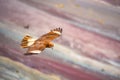 Juvenile Mountain Caracara birds on Vinicunca `Rainbow Mountain`. Cusco, Peru Royalty Free Stock Photo