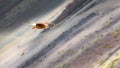 A Juvenile Mountain Caracara birds on Vinicunca `Rainbow Mountain`. Cusco, Peru Royalty Free Stock Photo