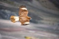 A Juvenile Mountain Caracara birds on Vinicunca `Rainbow Mountain`. Cusco, Peru