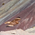 Juvenile Mountain Caracara birds on Vinicunca `Rainbow Mountain`. Cusco, Peru Royalty Free Stock Photo