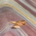 A Juvenile Mountain Caracara on Vinicunca `Rainbow Mountain`. Cusco, Peru Royalty Free Stock Photo