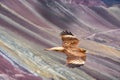 Juvenile Mountain Caracara birds on Vinicunca `Rainbow Mountain`. Cusco, Peru Royalty Free Stock Photo