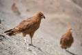 Juvenile Mountain Caracara birds on Vinicunca `Rainbow Mountain`. Cusco, Peru Royalty Free Stock Photo