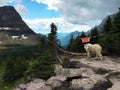 Juvenile mountain goat at Glacier National Park, Montana