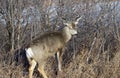 Juvenile mule deer feeding on small tree shoots Royalty Free Stock Photo