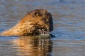 A juvenile muskrat, Ondatra zibethicus, explores a rock in an Indiana wetland