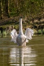 Juvenile mute swan and Canada Geese preening feathers