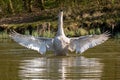 Juvenile mute swan and Canada Geese preening feathers