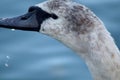 A juvenile mute swan in close up with water dripping from its beak