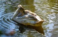 A juvenile mute swan swims on a lake Royalty Free Stock Photo
