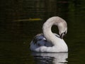 Juvenile mute swan, swimming on the river while preening with neck curved behind.