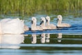 Juvenile Mute Swans