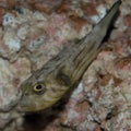 Juvenile Narrow-Lined Puffer
