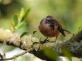 Juvenile New Zealand fantail