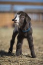 A newborn fainting goat female standing in a pen on a ranch