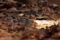 Juvenile newt disturbed in hibernation Royalty Free Stock Photo