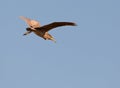 A Juvenile Night Heron preparing to land Royalty Free Stock Photo