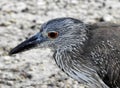 Juvenile Black Capped Night Heron waiting to Hunt