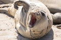 Juvenile Northern Elephant Seal Bull Mirounga angustirostris hawl out during molting season.