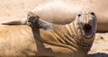 Juvenile Northern Elephant Seal male make loud roaring sounds during molting season. AÃÂ±o Nuevo State Reserve, Pescadero,